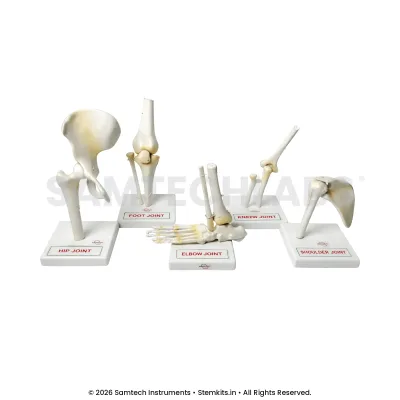 Human Joints Model - Set of 5