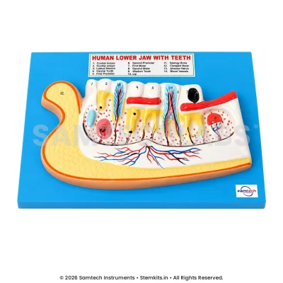 Human Lower Jaw with Teeth Model manufacturer in India