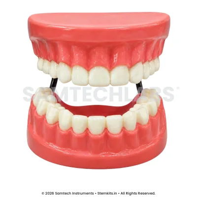 Human Teeth Model - 3D manufacturer in India