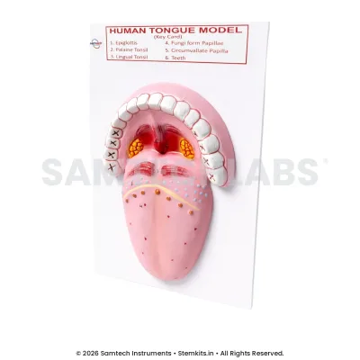 Human Tongue Model manufacturer in India