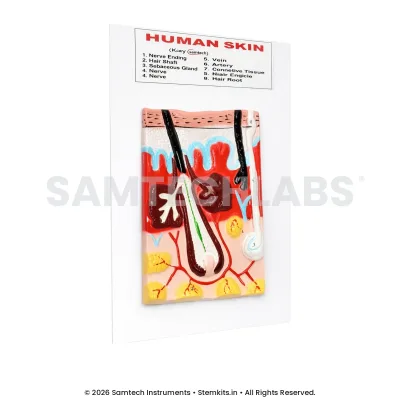Human Skin Model manufacturer in India