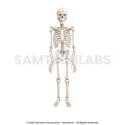Human Skeleton Model - 5 Feet manufacturer in India