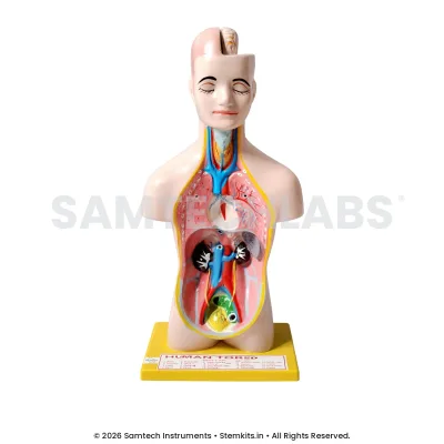 Human Torso Model - Small manufacturer in India