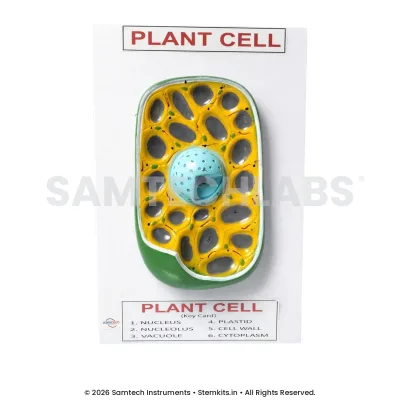 Plant Cell Model - Small manufacturer in India