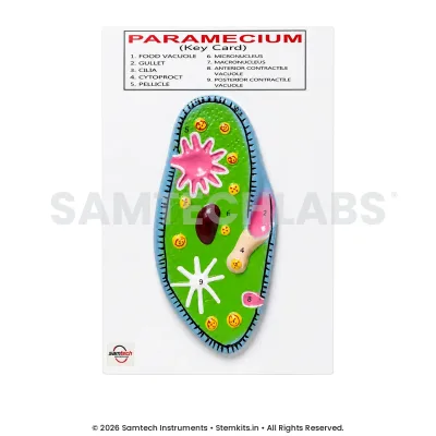 Paramecium Model manufacturer in India