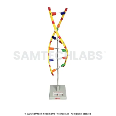 DNA Model manufacturer in India
