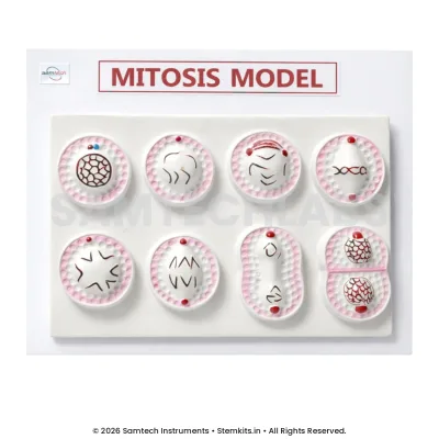 Mitosis Model