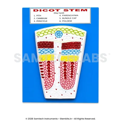Dicot Stem Model manufacturer in India