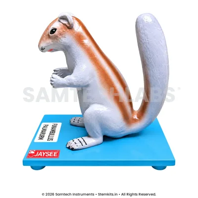 Indian Palm Squirrel Model manufacturer in India
