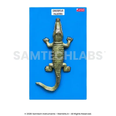 Mugger Crocodile Model manufacturer in India
