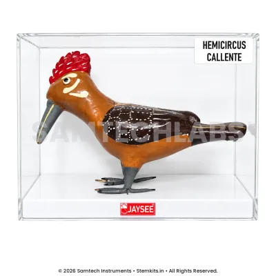 Heart-spotted Woodpecker Model manufacturer in India