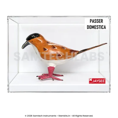 House Sparrow Model manufacturer in India