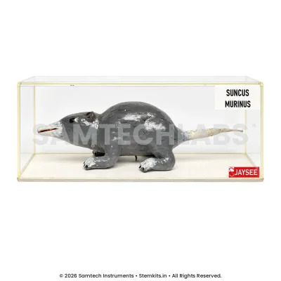 House Shrew Model manufacturer in India
