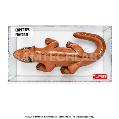 Indian Grey Mongoose Model manufacturer in India