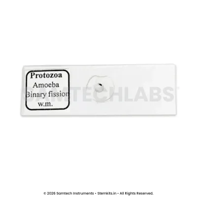 Amoeba Binary Fission Slide manufacturer in India