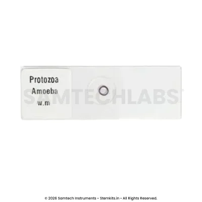 Amoeba Slide