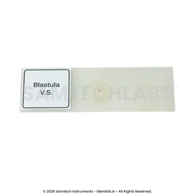 Blastula Slide manufacturer in India