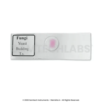 Fungi Yeast Budding Slide manufacturer in India