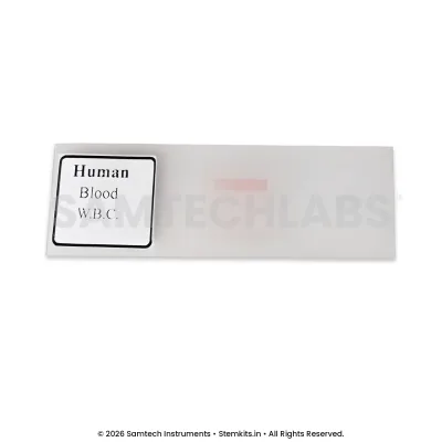 Human Blood W.B.C Slide manufacturer in India