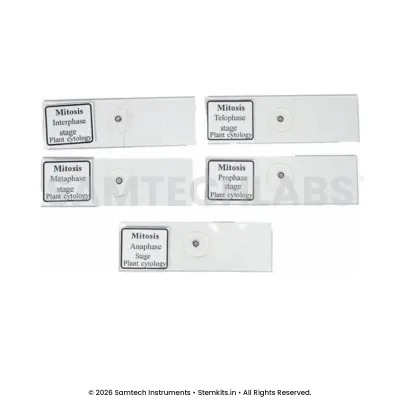 Slide Mitosis (Set of 5)