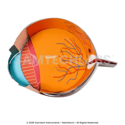 Human Eye Model (Set of 50) manufacturer in India