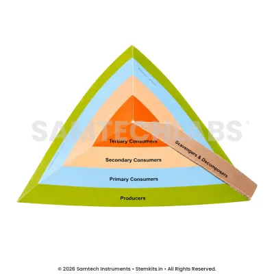 Ecological Pyramid (Set of 50) manufacturer in India